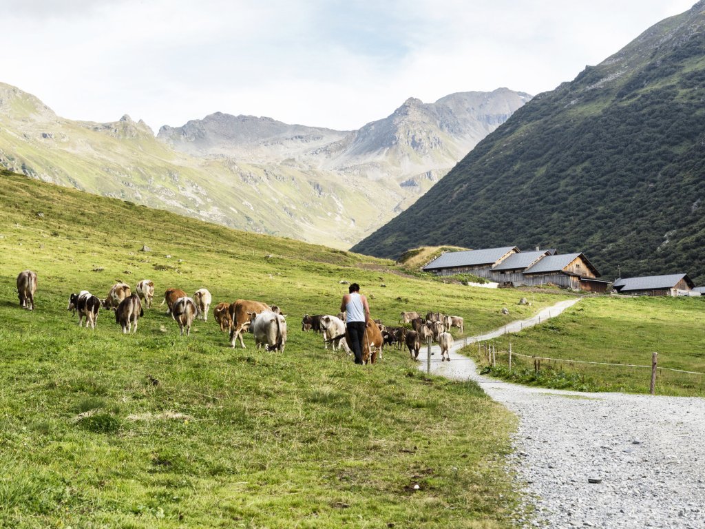 kuhe-auf-der-alpe-vergalden-montafon-tourismus-gmbh-schruns-andreas-haller-67015.jpg