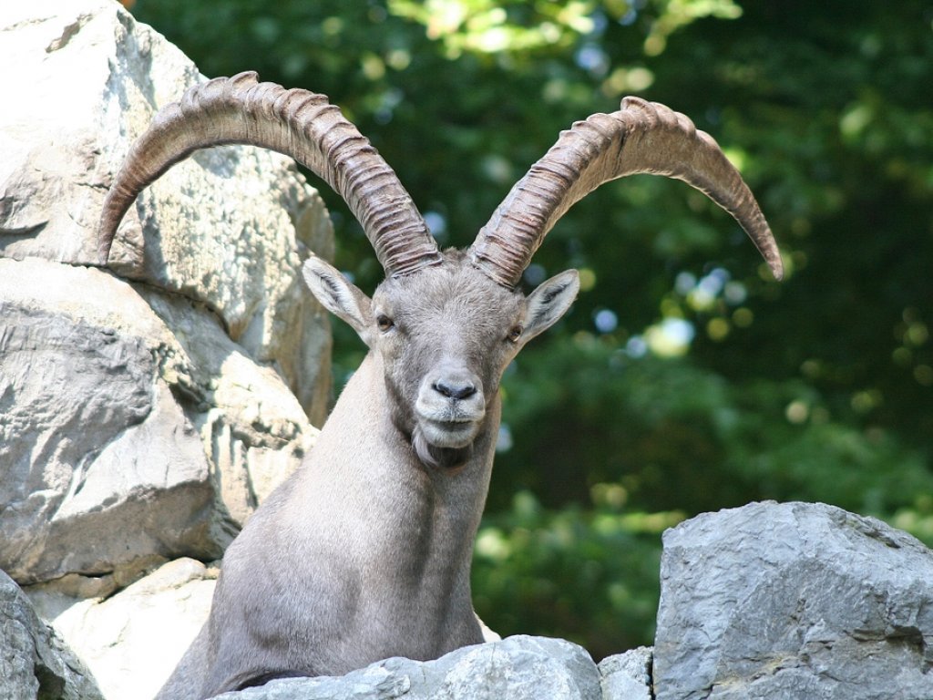 Wildpark Feldkirch_Steinbock