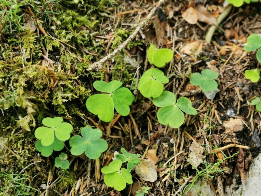 im Höhlenpark Bezau