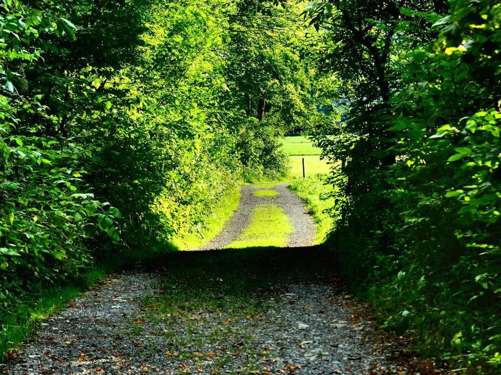 Wanderweg Grebauer Moos