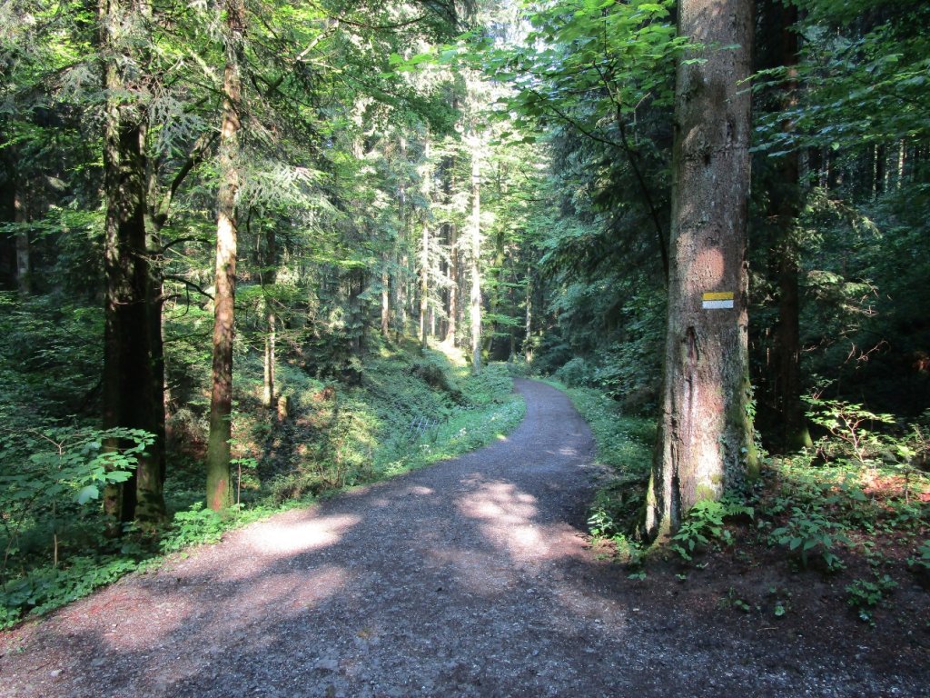 Entlang des schattigen Buchwaldweges führt der Weg zum Gebhardsberg